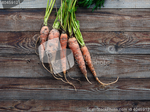 Image of Bunch of orange carrots fresh with dirt on old rustic wood background