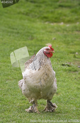 Image of Rooster