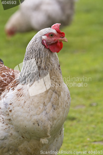 Image of A rooster