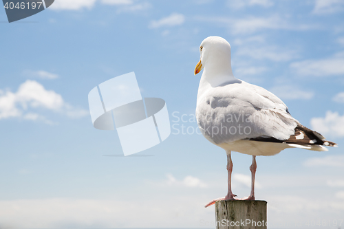 Image of seagull over sea and blue sky background