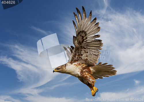 Image of Ferruginous Hawk