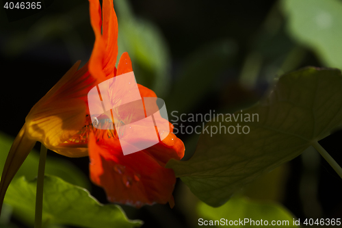 Image of orange cress