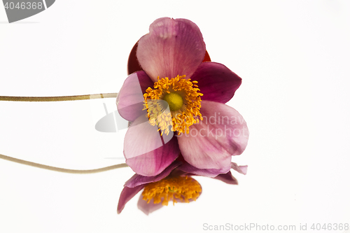 Image of windflower