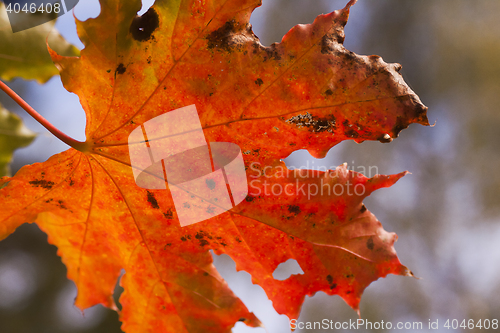 Image of maple leaf