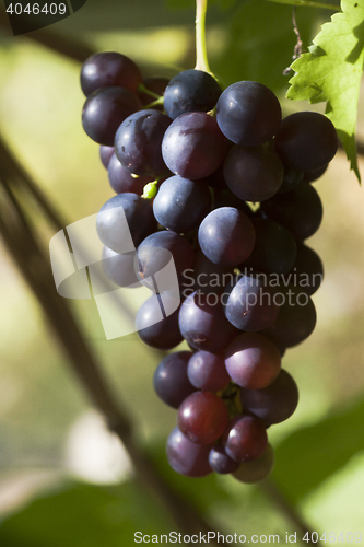 Image of blue grapes