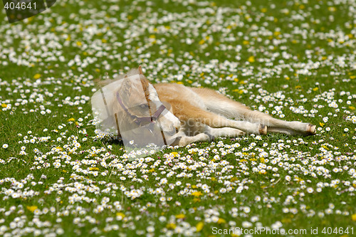 Image of Horse foal is resting on flower field