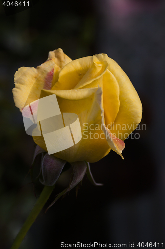 Image of yellow rose