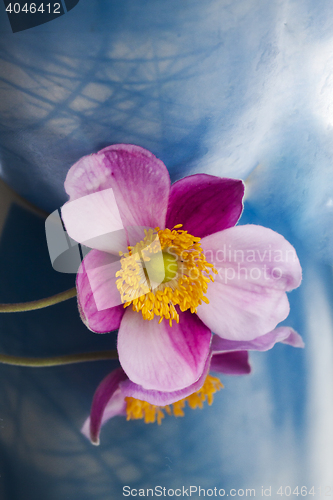 Image of chinese anemone