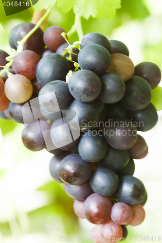 Image of grapes