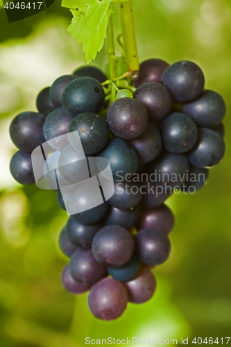 Image of grapes