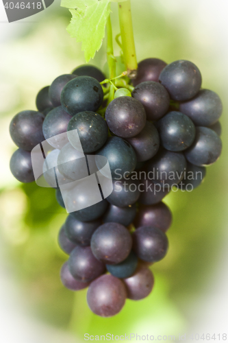 Image of cluster of grapes