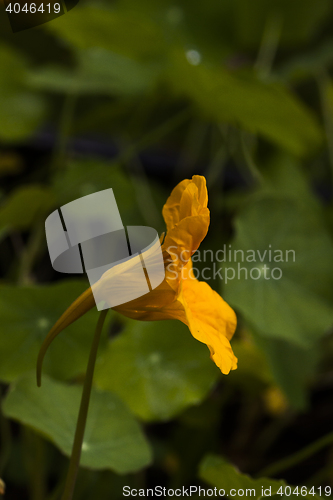 Image of cress
