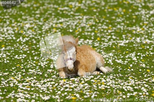 Image of Horse foal on flower meadow