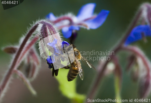 Image of honeybee pollinating a starflower