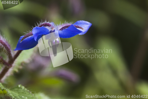 Image of starflower