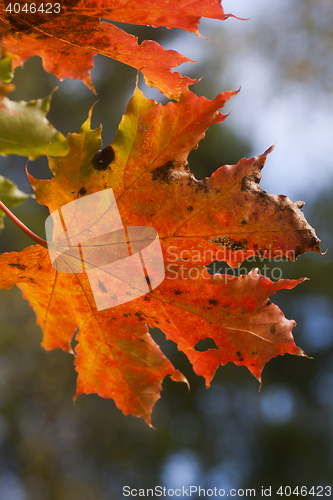 Image of maple leaf