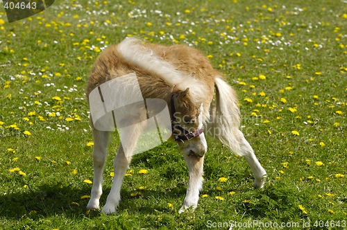 Image of Young horse on green field