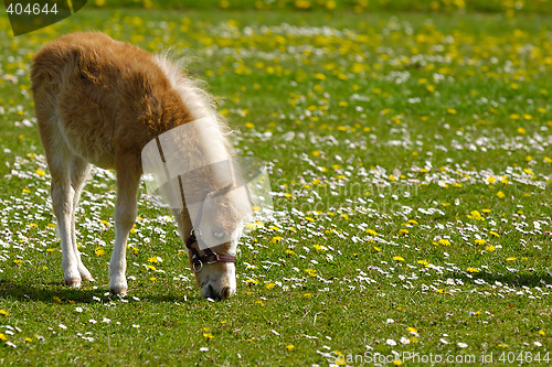 Image of Horse foal is eating grass