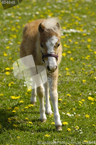 Image of Young horse foal on field