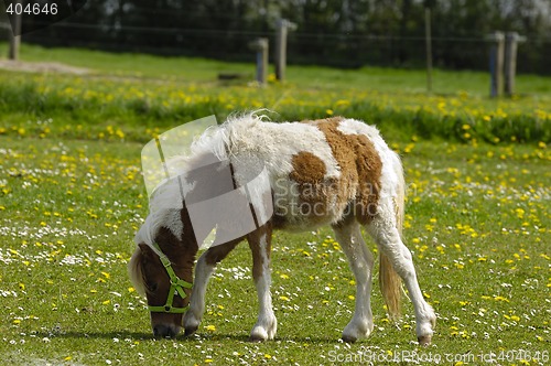 Image of Pony horse eating grass