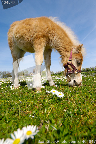 Image of Horse foal eating green grass