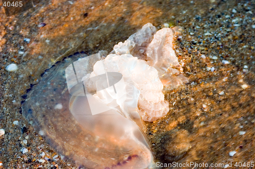 Image of Jellyfish