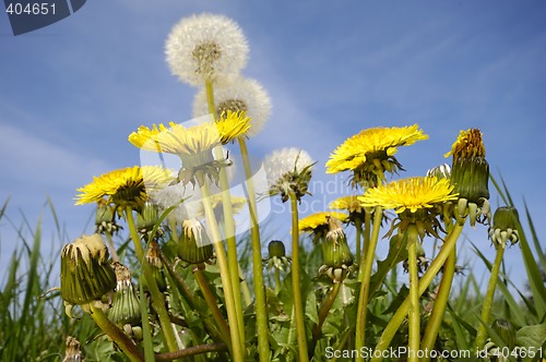 Image of Dandelions and blue sky