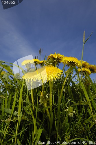 Image of Dandelion flowers in nature