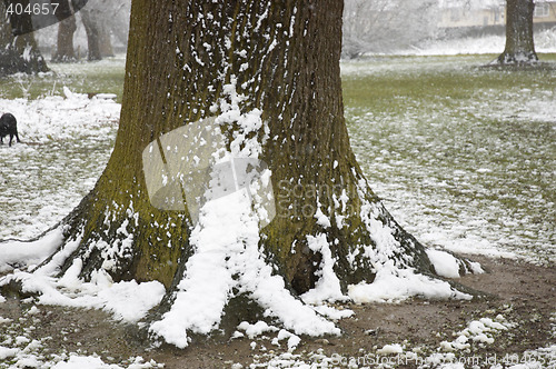 Image of Snow on a tree trunk