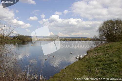Image of Swans on a lake
