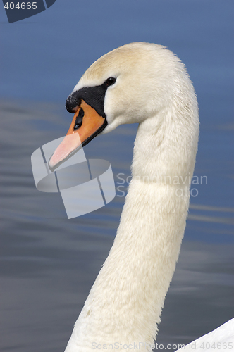 Image of Swan