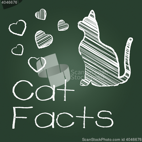 Image of Cat Facts Means Details Info And Pets