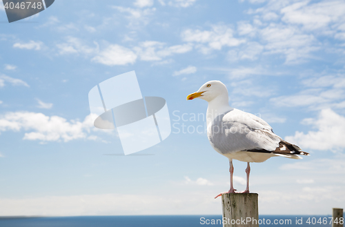 Image of seagull over sea and blue sky