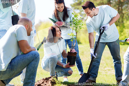 Image of group of volunteers planting tree in park