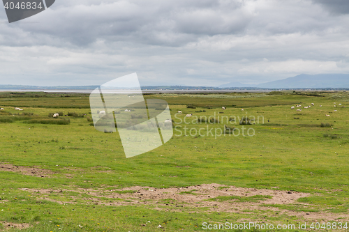 Image of sheep grazing on field of connemara in ireland