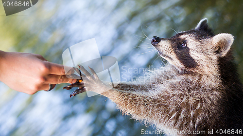 Image of Racoon begging for food