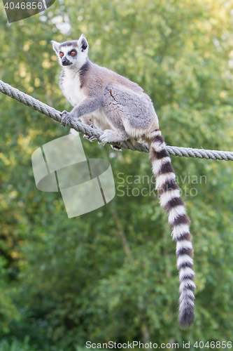 Image of Ring-tailed lemur (Lemur catta) 