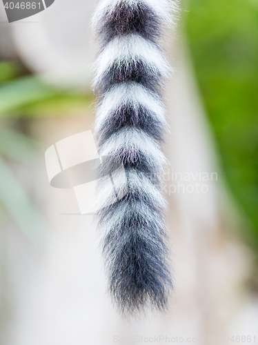 Image of Close up of a ring-tailed lemur tail texture