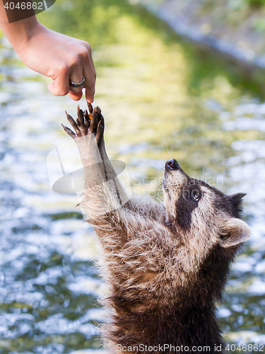 Image of Racoon begging for food