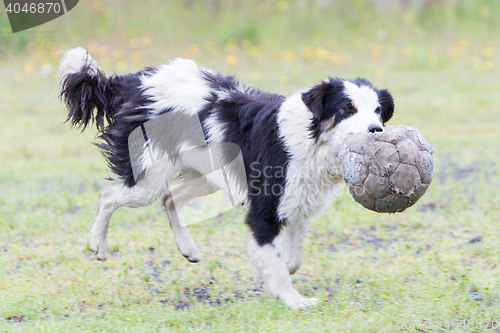 Image of Playful Border collie