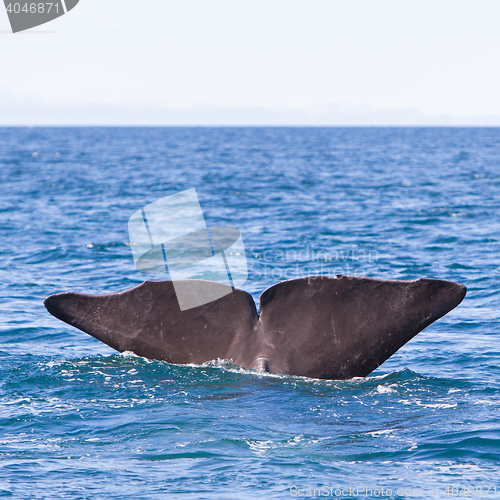 Image of Tail of a Sperm Whale diving