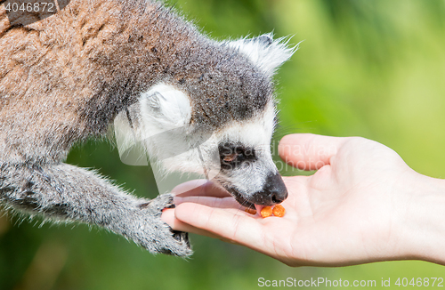 Image of Lemur with human hand - Selective focus