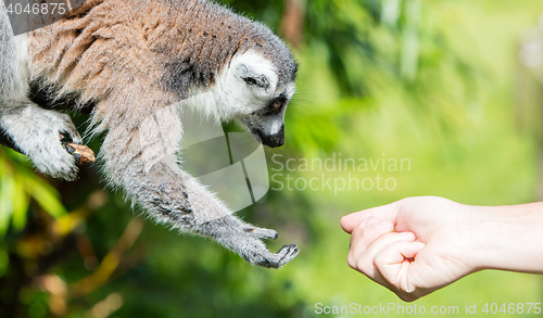 Image of Lemur with human hand - Selective focus