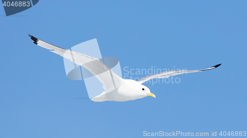 Image of Black-legged kittiwake flying