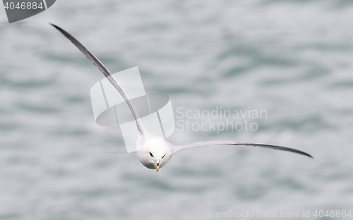 Image of Fulmar, Fulmarus glacialis