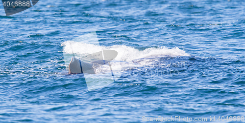 Image of Large Sperm Whale near Iceland