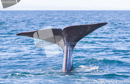 Image of Tail of a Sperm Whale diving