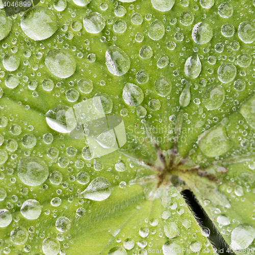 Image of Green leaf with water droplet