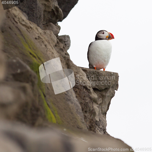 Image of Colorful Puffin isolated in natural environment