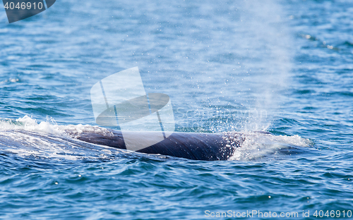 Image of Blowout of a large Sperm Whale near Iceland